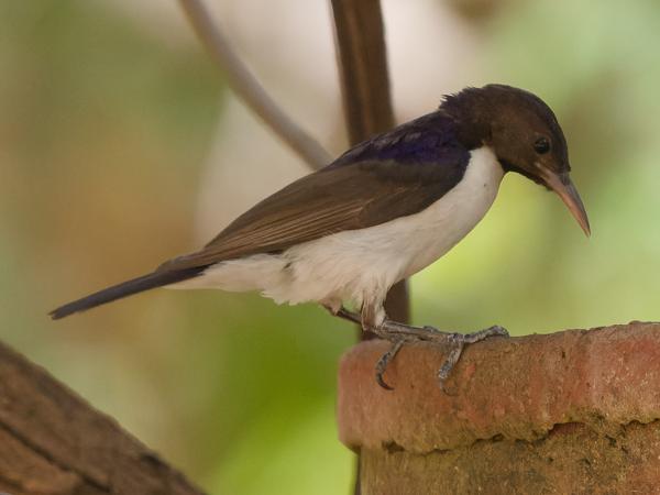 <h3><a href="/trips/gambia/biota/animalia/chordata/aves/040 passeriformes/112 nectariniidae/anthreptes longuemarei/anthreptes longuemarei-nl.html">Anthreptes&nbsp;longuemarei</a> / Western&nbsp;violet‑backed&nbsp;sunbird / Violetrughoningzuiger</h3>OM-1 Mark II met OLYMPUS M.150-400mm F4.5 TC, 1/2000 sec  bij F5.6, ISO 8000, afstand 7.57&nbsp;m